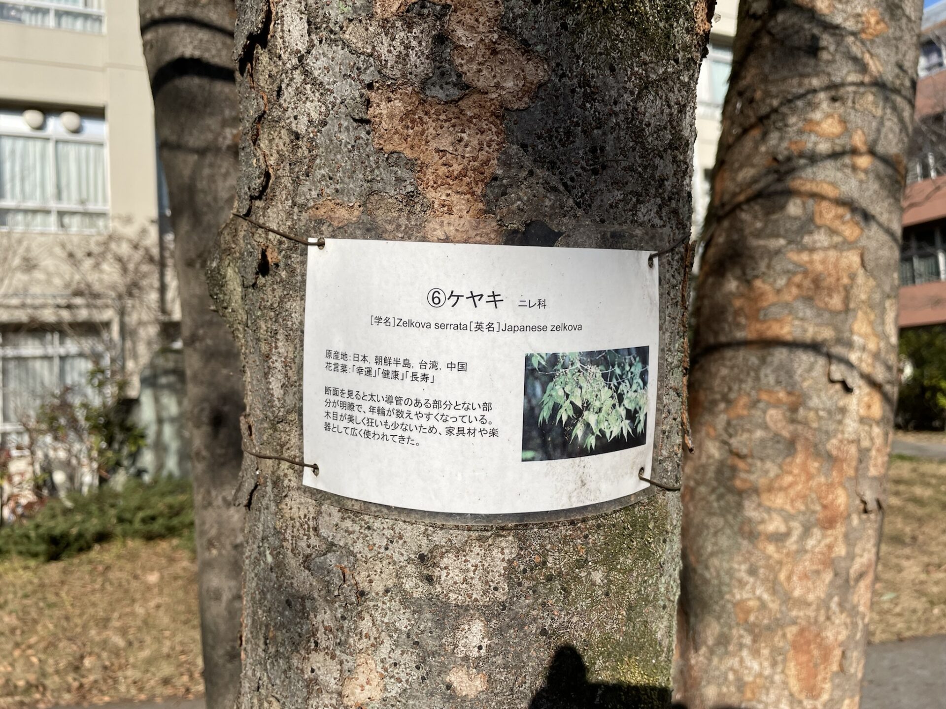 昌平高校の植物 昌平中学校 高等学校